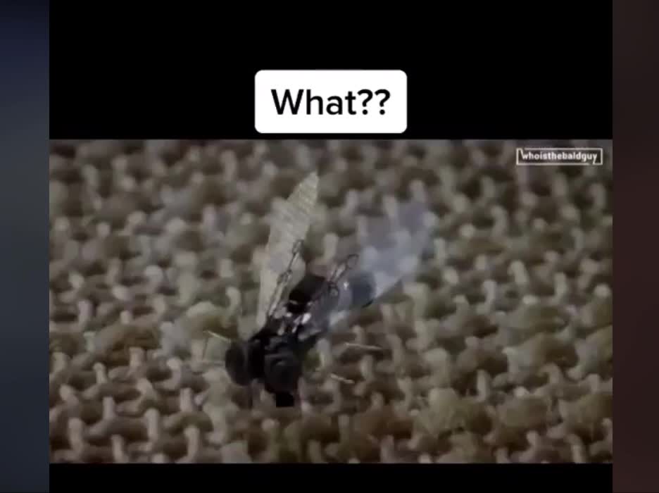 The robotic fly during the elections