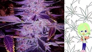 Forbidden Zkittlez - Ethos Genetics