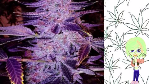 Forbidden Zkittlez - Ethos Genetics