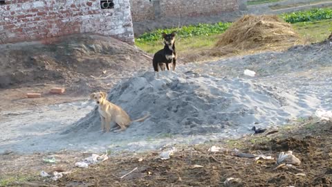 Plying dogs on sand looks cute