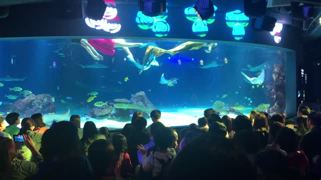 I saw mermaids at 63 Building Aquarium in Seoul.