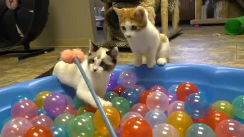 Cute Kittens Play In Pit