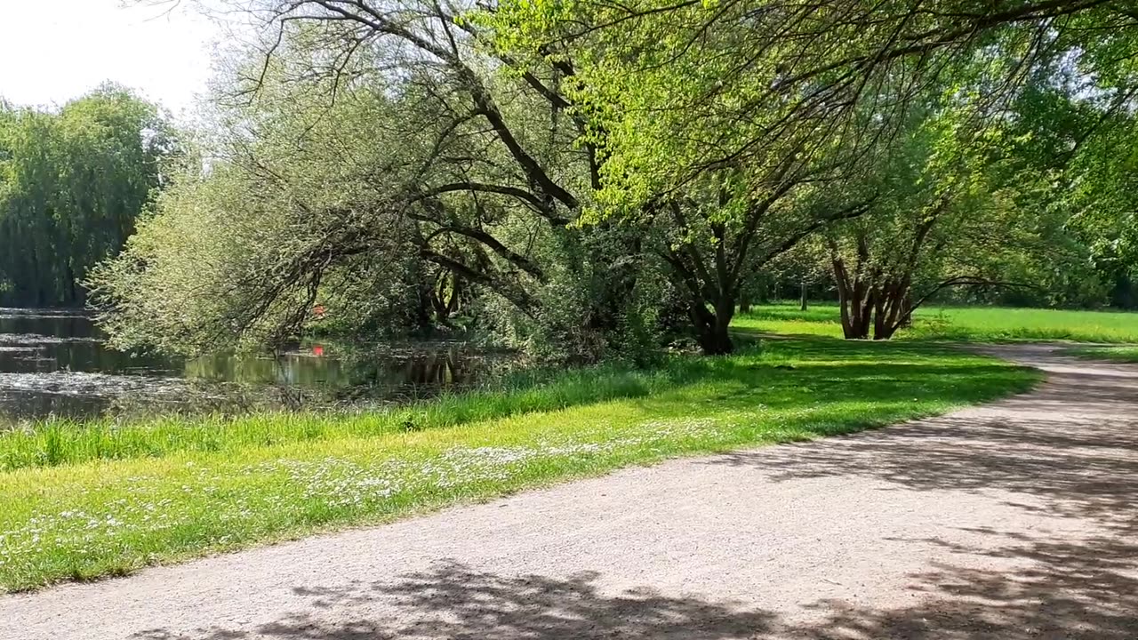 Frösche quaken im Erholungspark Lößnig-Dölitz (Sachsen)