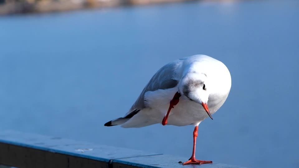 heron-bird-feathers-lake-sitting