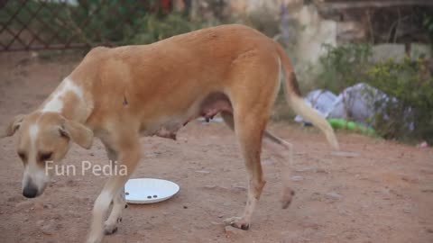 DOG 🐕 PRANK MIRROR 😂🤣