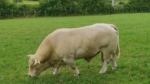 Charolais bull grazing