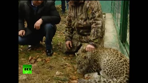 Video: Putin enters leopard cage at Sochi National Park