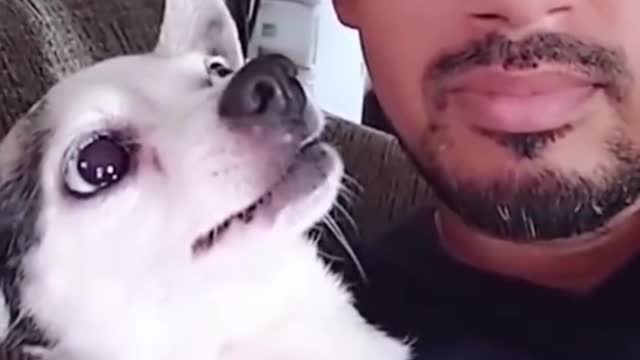 FunnyVideo of dog🐶 & cat 🙀 | See their reactions (3) |#shorts, #viralvideo #pets #viral