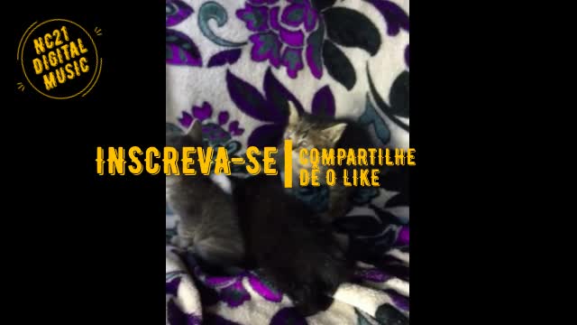Funny Animals and Babies - Funny Cats and Dogs Kittens Puppies Tom, Negão and Bóris