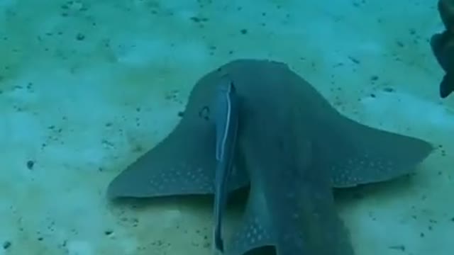 Shout shark capturing by the Chamber_(720P_HD