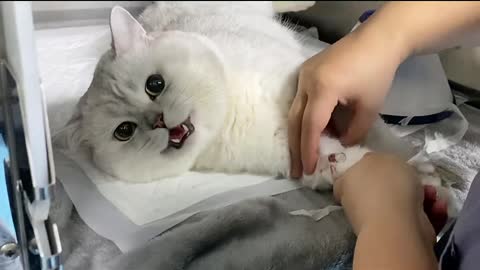 The cat in the surgery