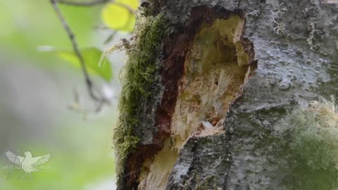 Pileated woodpecker- part-1