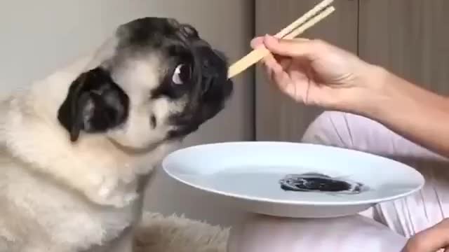 Fooling Pug 😄