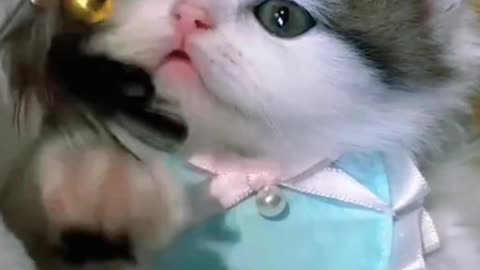 Adorable Cute Baby Kittens