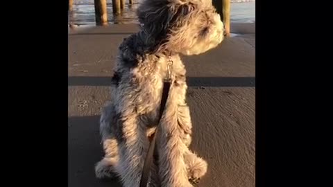 Grey dog sits under dock on beach black leash