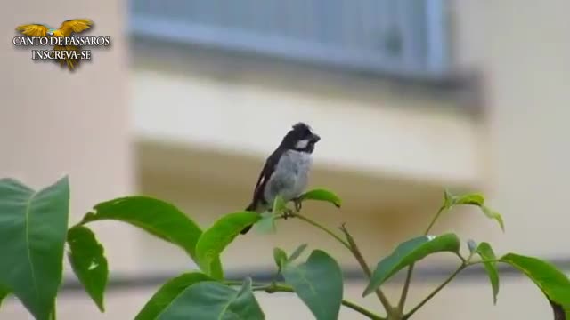 PÁSSARO BIGODINHO CANTANDO AO AR LIVRE