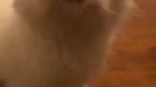 cat funny 🐱❤️