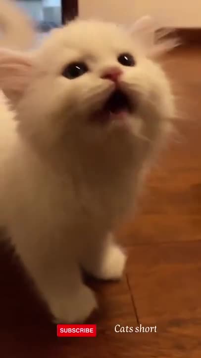 cat funny 🐱❤️