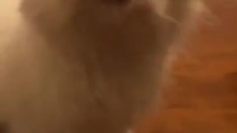 cat funny 🐱❤️