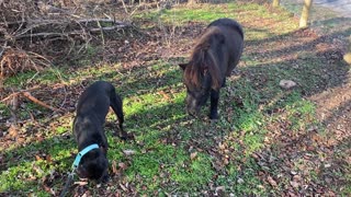 The last of the goats eating brush in December 2020