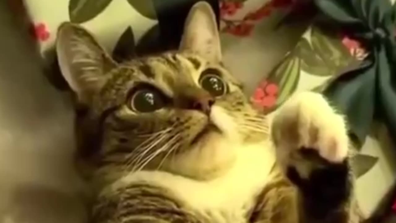 CRAZY CAT AND FUNNY MOMENT | #crazycat #cats #catsofinstagram #cat