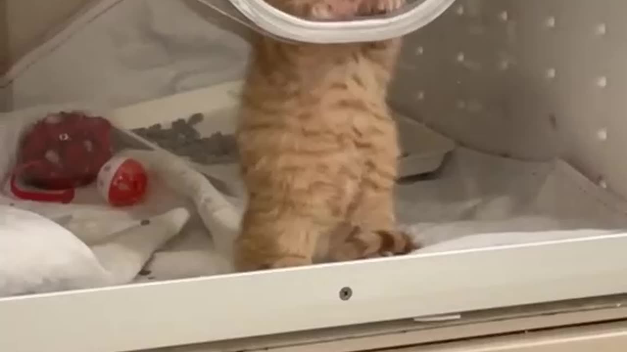 A little cute kitten is looking from glass box.