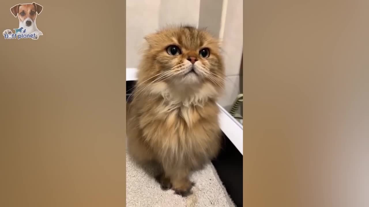 Can You Watch These Pets Without Laughing? Try it 😍