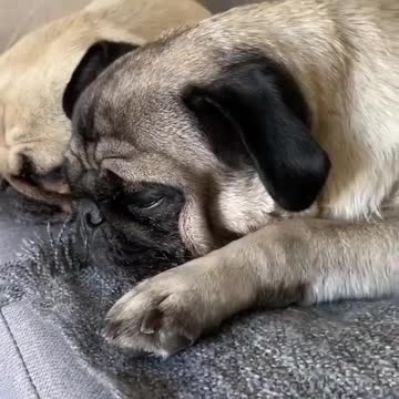 Various instances of pets being petted by residents No. 17