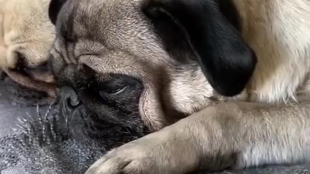 Various instances of pets being petted by residents No. 17