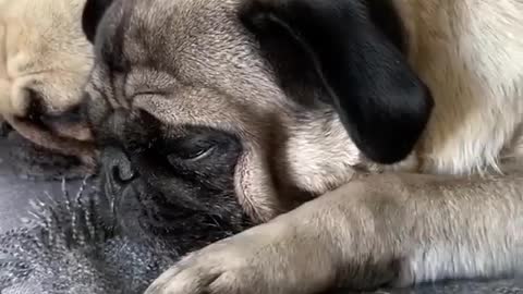 Various instances of pets being petted by residents No. 17