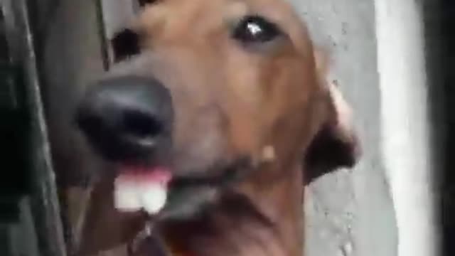 Cute And Funny Dog With Unique Teeth