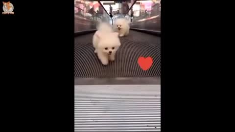 Baby cats and dogs 🐶🐩 nice chinkong video