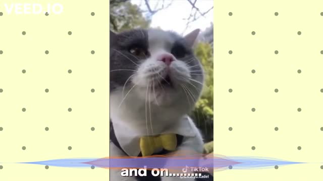 Funny and cute talking cat...