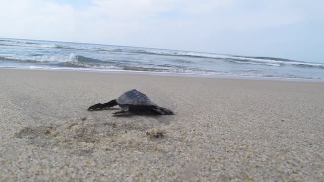 Turtles - 8592