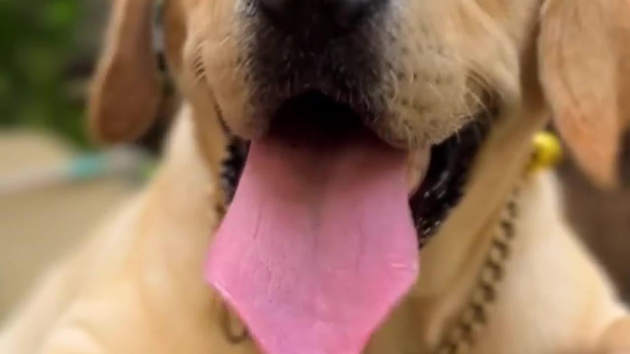 DOGU