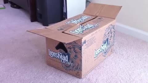 These Kittens Can't Stop Playing With The Box