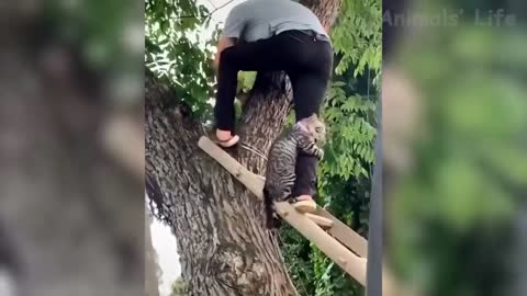 33 Cute Dogs And Cats That Will Make You Laugh 🥰 Funny Animals Compilation #5 😂