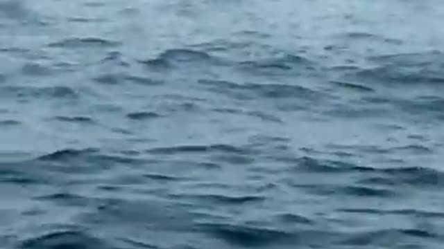 A whale is breaching the surface