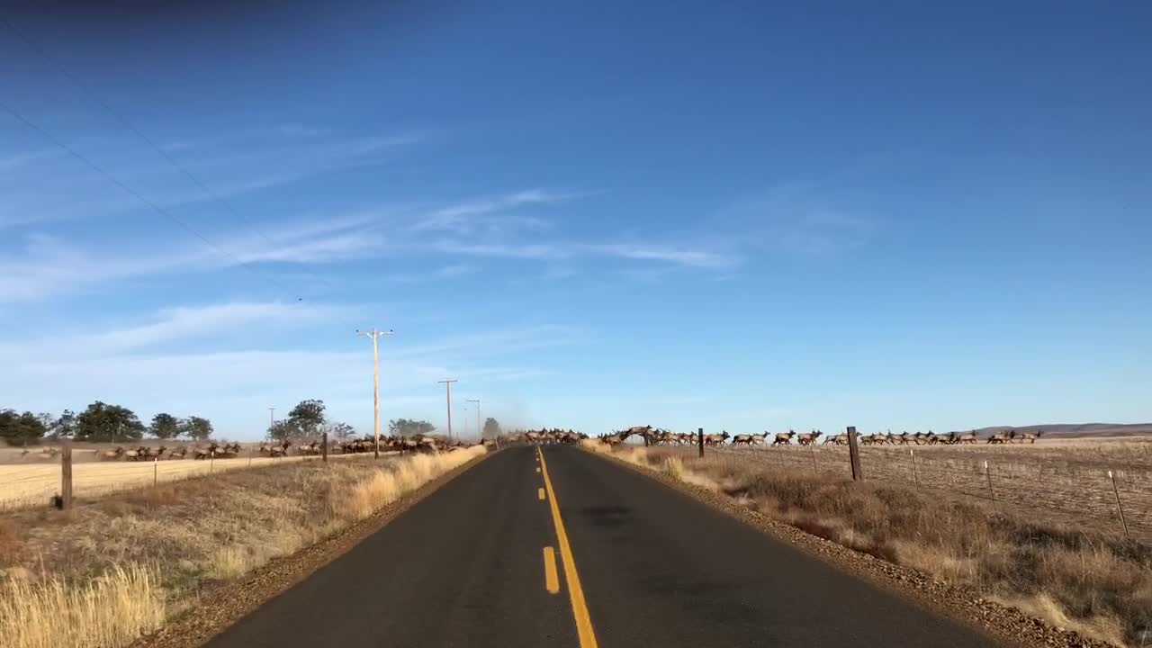 Huge Herd of Elk Crossing the Road