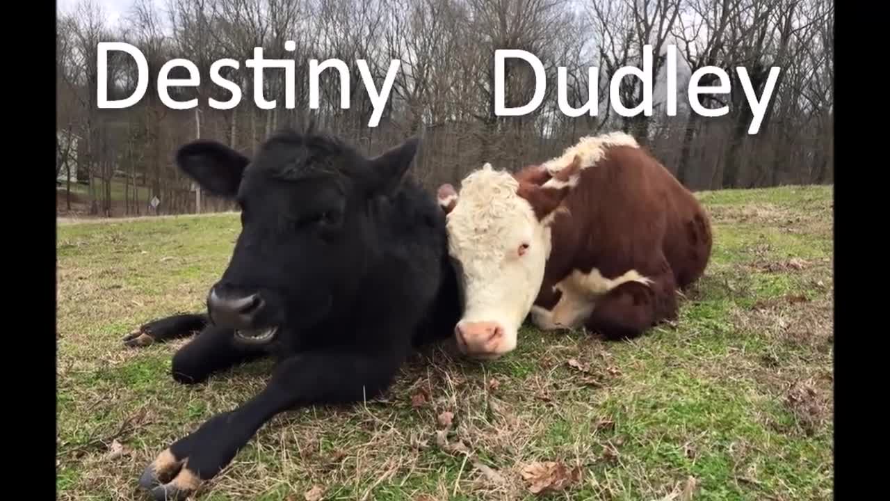 These Two Cows Share A Really Tight Bond