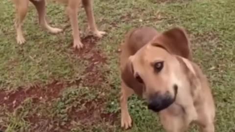 FUNNY DOG VIDEO