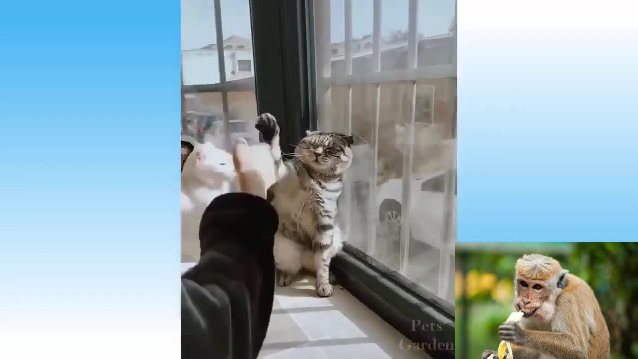 Cat's dance, can you see it?