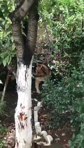 Dog hunting for Cat . #Dasti