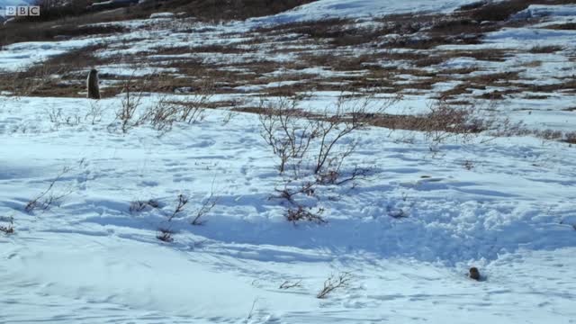 How an Arctic Squirrel Survives Winter | Wild Alaska | BBC Earth