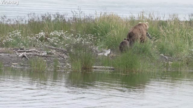 Bear Cub Rides Across River in Style