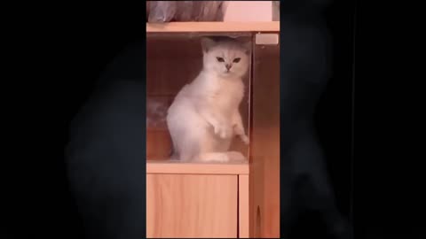 Funny cat short Video for kids