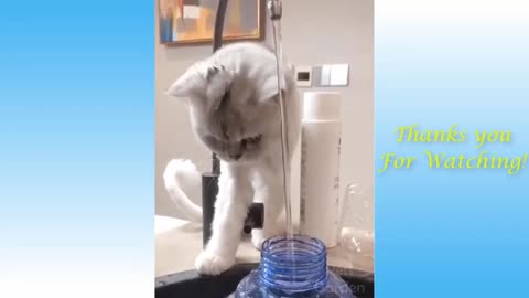 Funny Animals various compilation.