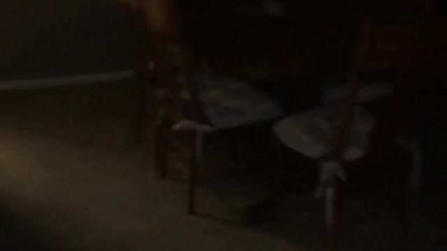 Brown dog running around living room with towel on its mouth