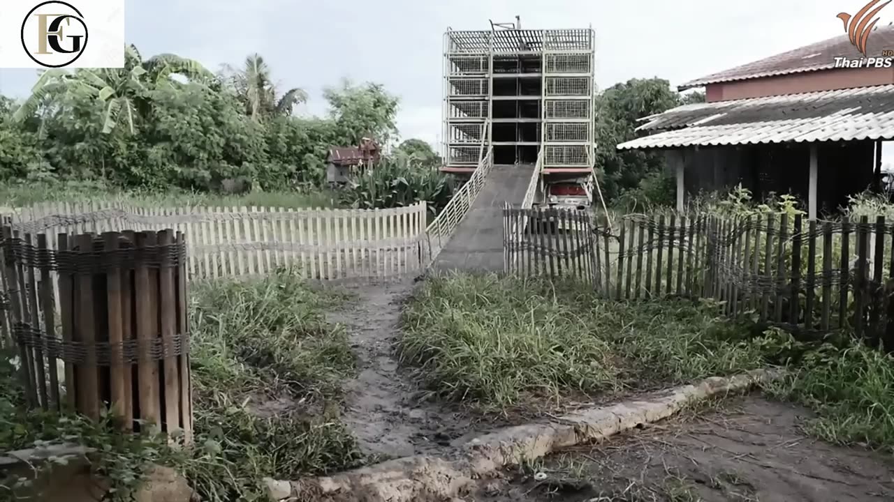 How to Raising Millions of Duck on Rice Field For Meat - Free range Duck Farming Technique