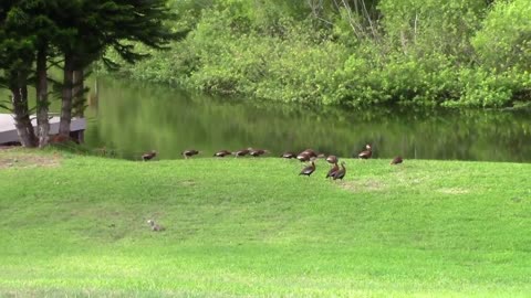 Those Squeaky Whistle Ducks Are Back!